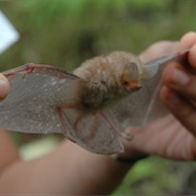 Clear-Winged Woolly Bat