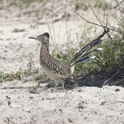 See Roadrunners