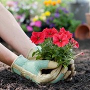 Plant Some Flowers in Your Garden