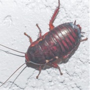 Florida Woods Cockroach