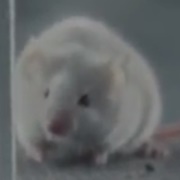 White Mouse