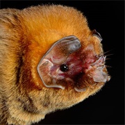 Peter's Ghost Faced Bat