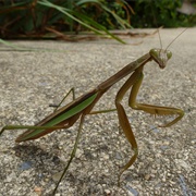 Chinese Mantis