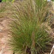 Drinn (Aristida Pungens)