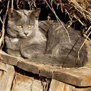 Barn Cat