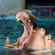 Calgary Zoo, Alberta, Canada