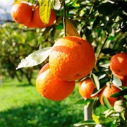 Neretvanska Mandarina