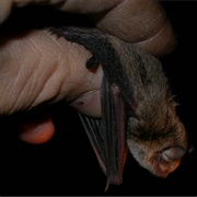 Little Forest Bat
