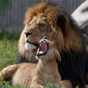 Copenhagen Zoo, Denmark