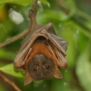Little Red Flying Fox