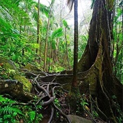 Wingfield-Phillips Rain Forest Nature Trail, St. Kitts &amp; Nevis