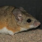 Canyon Mouse