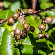 Callery Pear (Pyrus Calleryana)
