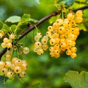 White Currant Juice