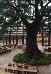 Divergent (Veronica Roth)