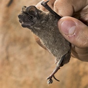 Egyptian Free-Tailed Bat
