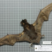 Black Bonneted Bat