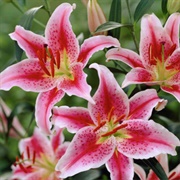 Stargazer Lily