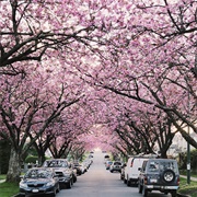 Vancouver Cherry Blossom Festival, BC, Canada