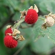Thimbleberry (Rubus Parviflorus)