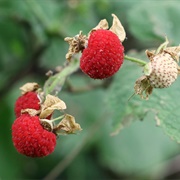 Thimbleberry (Rubus Parviflorus)