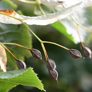 European Lime (Tilia × Europaea)