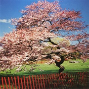 A Reminiscent Drive - Mercy Street