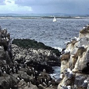 The Farne Islands, Northumberland, England