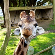 Wellington Zoo, New Zealand