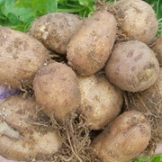 Country Potato (Coleus Rotundifolius)