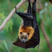 Pemba Flying Fox