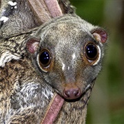 Colugo