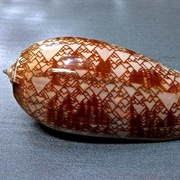 Porphyria Olive Shell