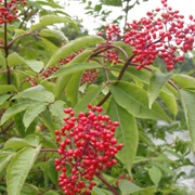 Red Elderberry (Sambucus Racemosa)