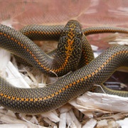 Abyssinian House Snake (Ethiopian House Snake)