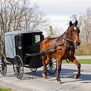 Horse Carriage