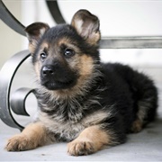 German Shepherd Puppy