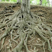 Roots
