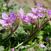 Common Stork's-Bill (Erodium Cicutarium)