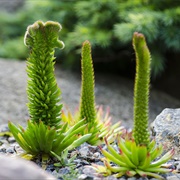 Rock Pine (Orostachys Japonica)