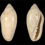Little Oat Marginella