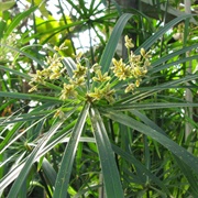 Jointed Flatsedge (Cyperus Articulatus)