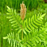 Royal Fern (Osmunda Regalis)
