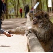 La Montagne Des Singes, Alsace