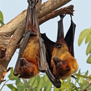 Indian Flying Fox