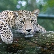 Perisan Leopard