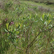 Bog-Myrtle (Myrica Gale)