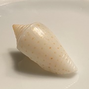 Sennotts' Cone