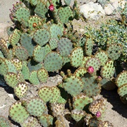 Chenille Pricklypear (Opuntia Aciculata)