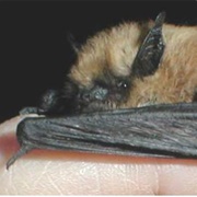Western Small-Footed Bat